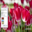 Tulips Windows 7 Theme