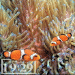 Animated Nemo Screen Saver